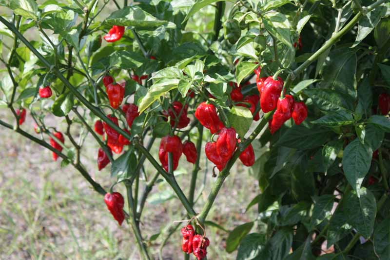 نمای نزدیک از یک گیاه بزرگ «بوت جولوکیا» با فراوانی میوه‌های رسیده قرمز که در باغ در زیر نور آفتاب روشن روی یک پس‌زمینه فوکوس ملایم رشد می‌کنند.