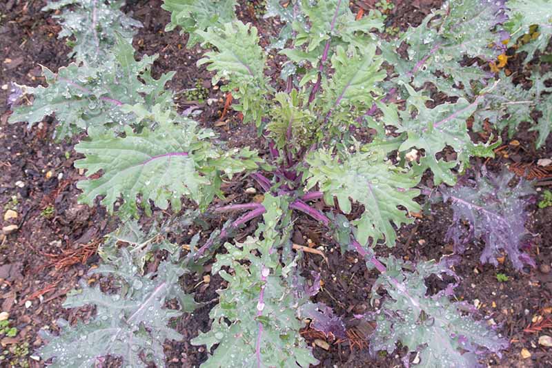 تصویر نزدیک به بالا از بالا به پایین از گونه «Red Russian» از Brassica oleracea که در باغ رشد می کند با برگ هایی پوشیده از قطرات آب و خاک قابل مشاهده در پس زمینه.