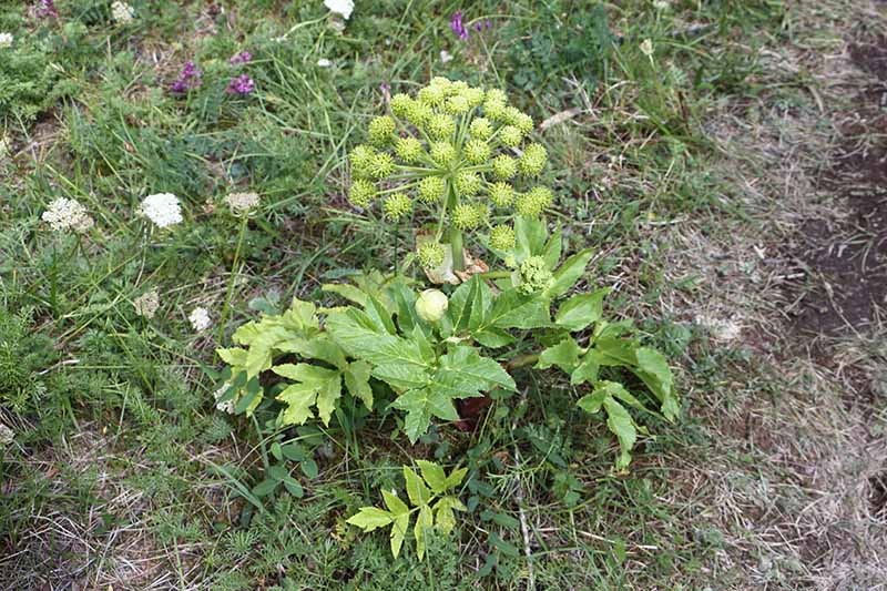 نمای نزدیک از یک گیاه گلپر گلپر که در چمنزاری با سر گل کوچک رشد می کند.