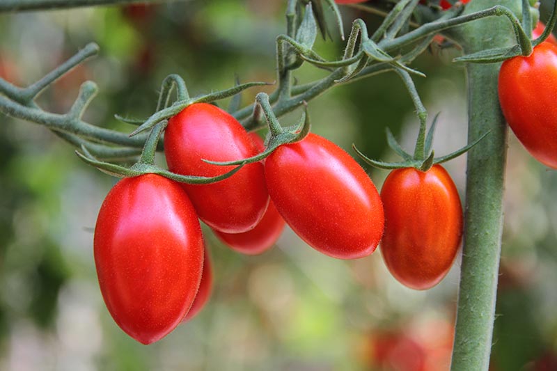 تصویر نزدیک از گوجه‌فرنگی‌های گیلاسی رسیده قرمز کوچک که از درخت انگور آویزان شده‌اند که در پس‌زمینه‌ای با فوکوس ملایم تصویر شده است.