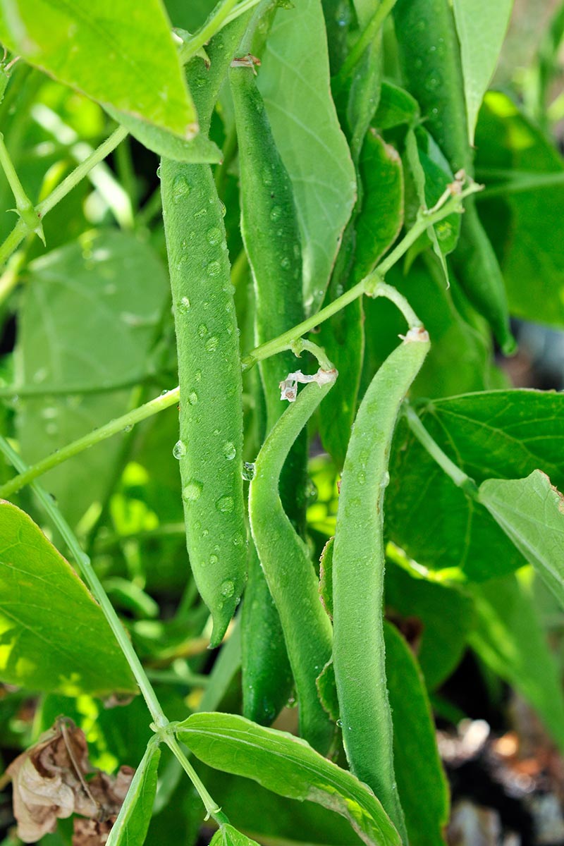 تصویر عمودی نزدیک از یک بوته Phaseolus vulgaris در حال رشد در باغ پوشیده از قطرات سبک آب، در آفتاب روشن بر روی پس‌زمینه فوکوس ملایم.
