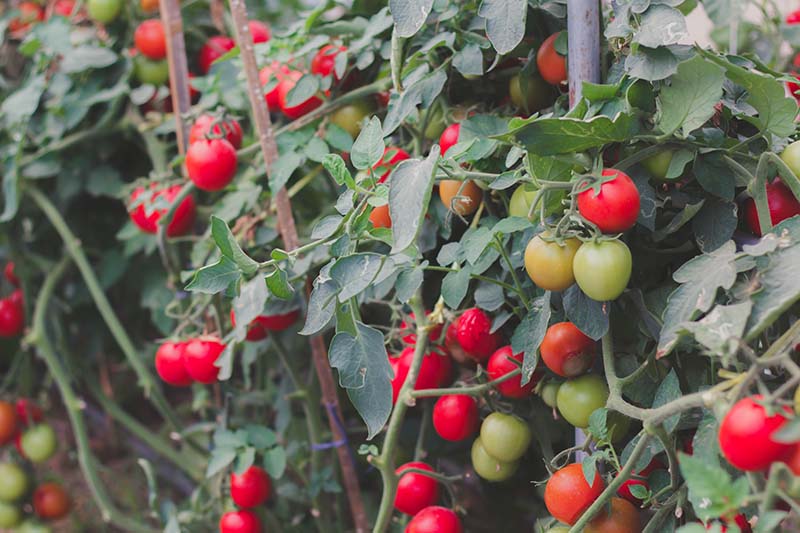 نمای نزدیک از یک گیاه بزرگ گوجه فرنگی با میوه های قرمز روشن آماده برای برداشت.