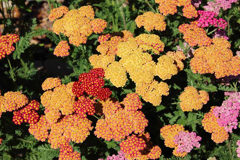 تصویری نزدیک از بالا و پایین از بومادران با گل‌های رنگارنگ مختلف که در باغ در حال رشد است و در زیر نور آفتاب به تصویر کشیده شده است.