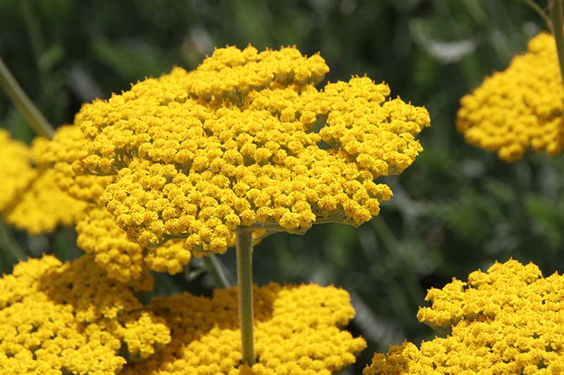 نمای نزدیک از گل‌های بومادران زرد در حال شکوفه‌دهی کامل در باغ تابستانی، که در زیر نور آفتاب روشن در پس‌زمینه‌ای با فوکوس ملایم تصویر شده است.