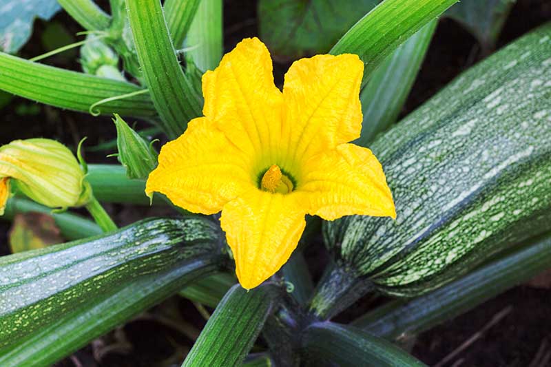 نمای نزدیک از یک گل زرد روشن Cucurbita pepo در حال رشد در باغ.