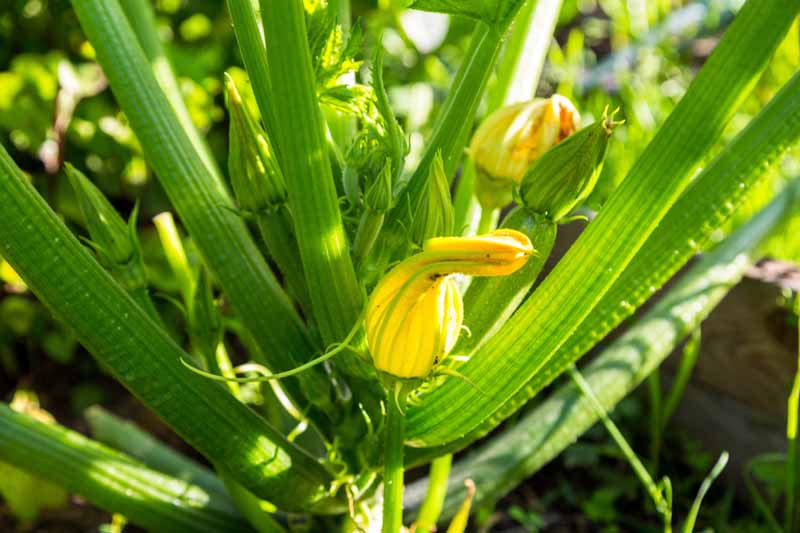 نمای نزدیک از گل زرد روشن یک گیاه کدو سبز که در باغچه رشد می کند، در آفتاب روشن روی پس زمینه ای با فوکوس ملایم.