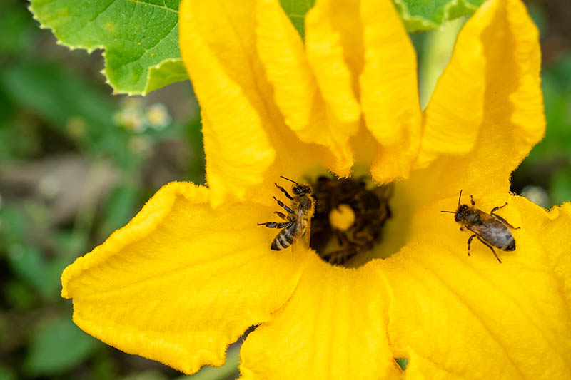 نمای نزدیک از گل کدو سبز زرد روشن با دو زنبور عسل، روی پس‌زمینه فوکوس ملایم.