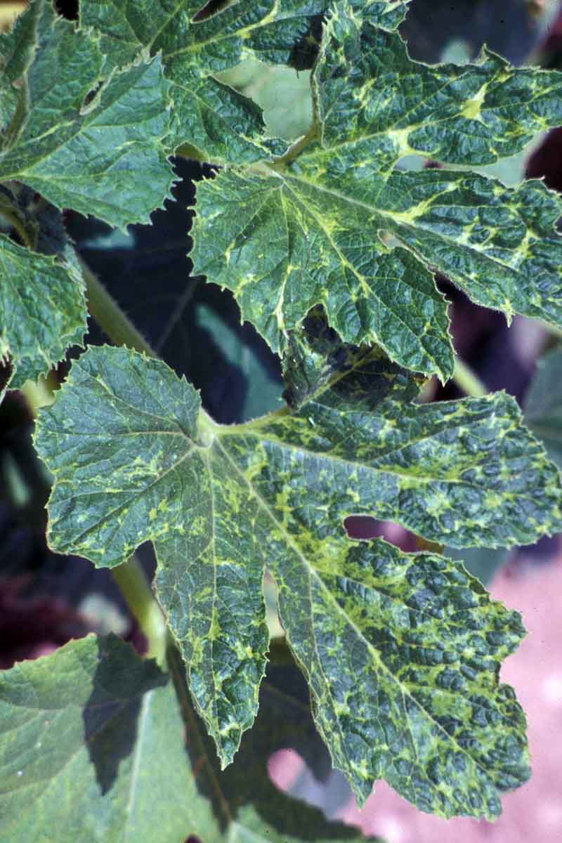 تصویر نزدیک عمودی از برگ‌های یک گیاه کدو سبز که از ویروس موزاییک رنج می‌برد که باعث تغییر رنگ و لک می‌شود.