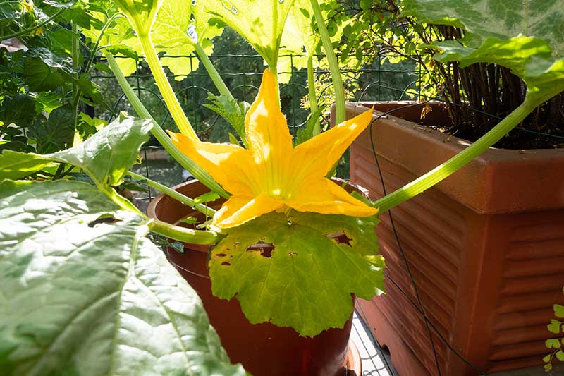 نمای نزدیک از گلدان‌های سفالی روی پاسیو که در حال رشد گیاهان کدو سبز در نور آفتاب روشن هستند که در پس‌زمینه به سمت فوکوس ملایم محو می‌شوند.