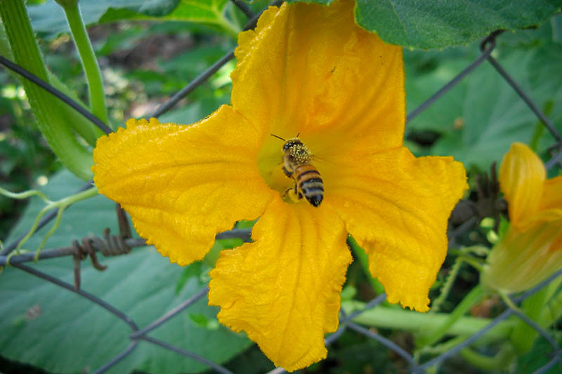نمای نزدیک از زنبوری که در حال گرده افشانی یک گل زرد روشن است که توسط شاخ و برگ در باغ تابستانی احاطه شده است.