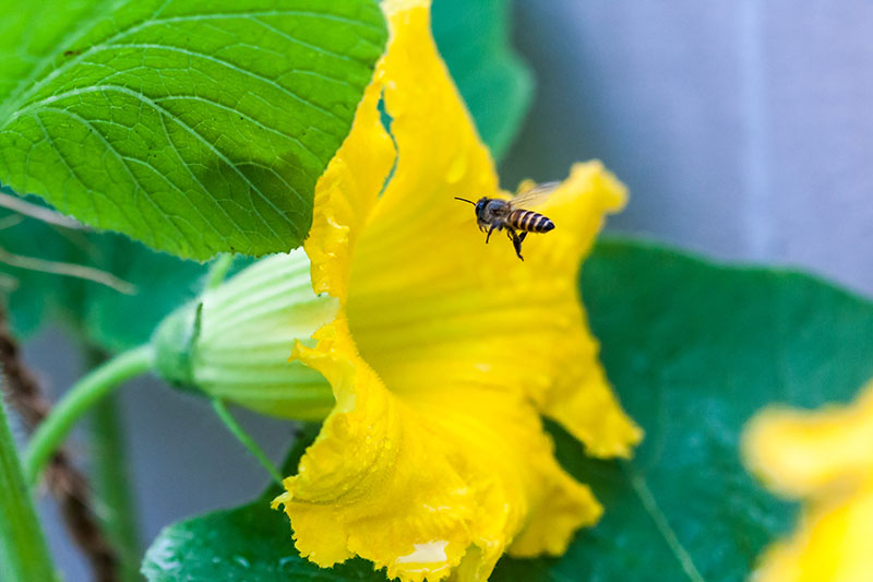 نمای نزدیک از زنبوری که وارد گلی به رنگ زرد روشن و شیپوری می‌شود که شاخ و برگ‌هایی با فوکوس ملایم در پس‌زمینه دارد.