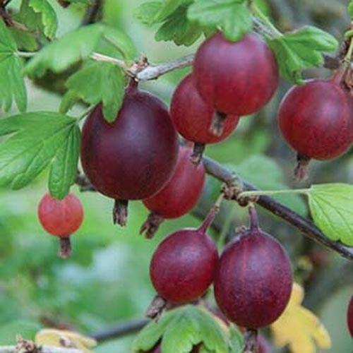 نمای نزدیک از میوه های قرمز تیره Ribes uva-crispa 'Black Velvet' که در باغ رشد می کند.