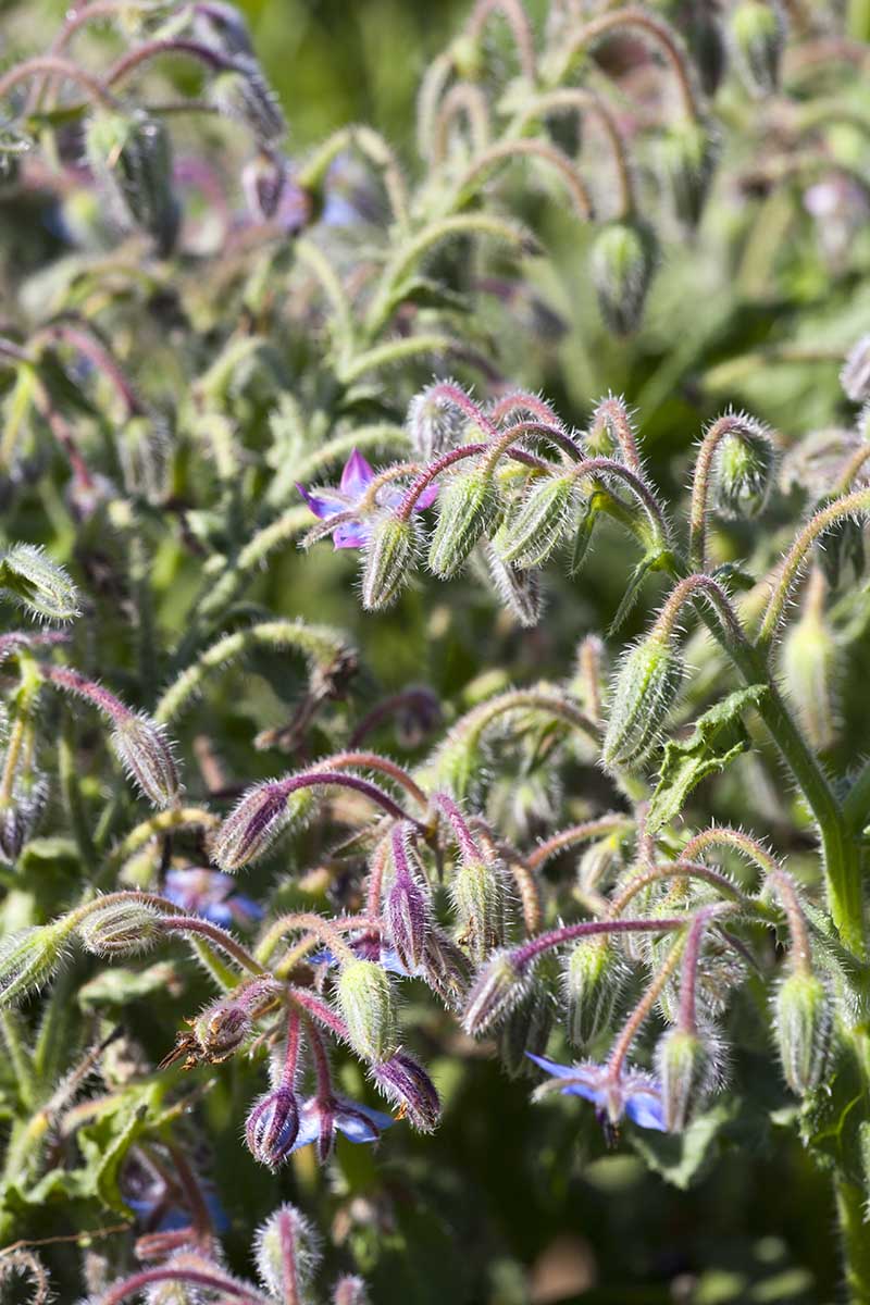 تصویر نزدیک عمودی از Borago officinalis در حال رشد در باغ با گل‌های آبی روشن، که در زیر نور آفتاب به تصویر کشیده شده است.