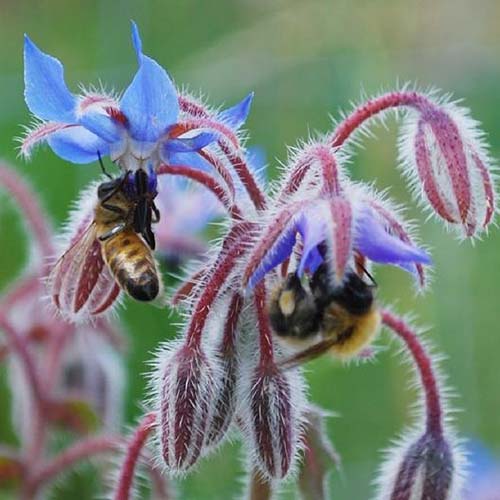 نمای نزدیک از گل گاوزبان آبی با زنبورهایی که از شهد تغذیه می‌کنند، که در پس‌زمینه‌ای با فوکوس ملایم تصویر شده است.