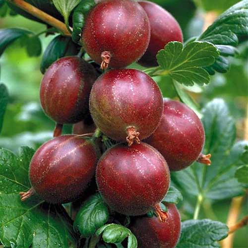 نمای نزدیک از میوه های قرمز تیره Ribes uva-crispa 'Captivator' در حال رشد در باغ.