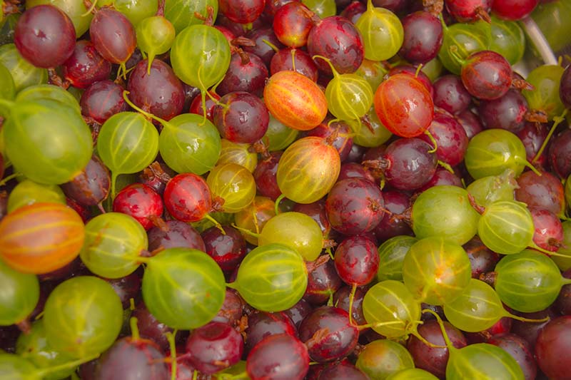 نمای نزدیک از انگور فرنگی تازه برداشت شده در رنگ های مختلف از جمله قرمز، سبز، صورتی و زرد.