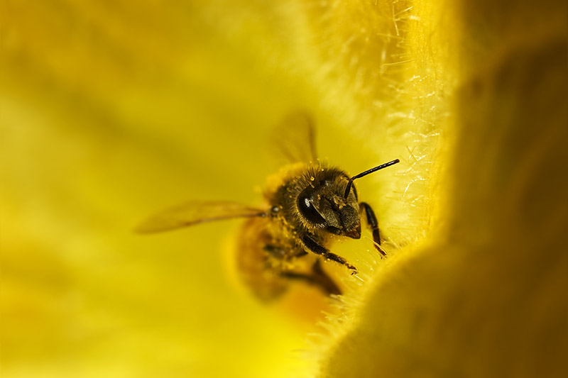 نمای نزدیک از یک زنبور عسل در داخل یک گل زرد روشن.