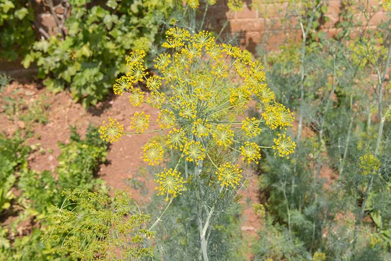 نمای نزدیک از چتر زرد رنگ بزرگ گیاه شوید که در باغ در آفتاب روشن با دیواری آجری در پس‌زمینه رشد می‌کند.