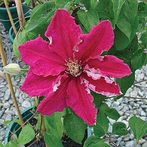 نمای نزدیک از یک گل قرمز ظریف، روی یک گیاه کلماتیس با نام «ارنست مارکهام» که در ظرفی با شن در پس‌زمینه رشد می‌کند.