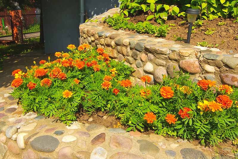حاشیه باغ پر از گل همیشه بهار قرمز و نارنجی روشن، با دیواری سنگی در پس‌زمینه، در زیر نور آفتاب روشن.