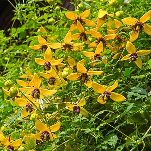 نمای نزدیک از گل‌های ستاره‌شکل ظریف clematis 'Golden Tiara'.  گلبرگ های زرد در تضاد با مراکز تاریک، در پس زمینه ای از شاخ و برگ، که در نور آفتاب روشن تصویر شده است.