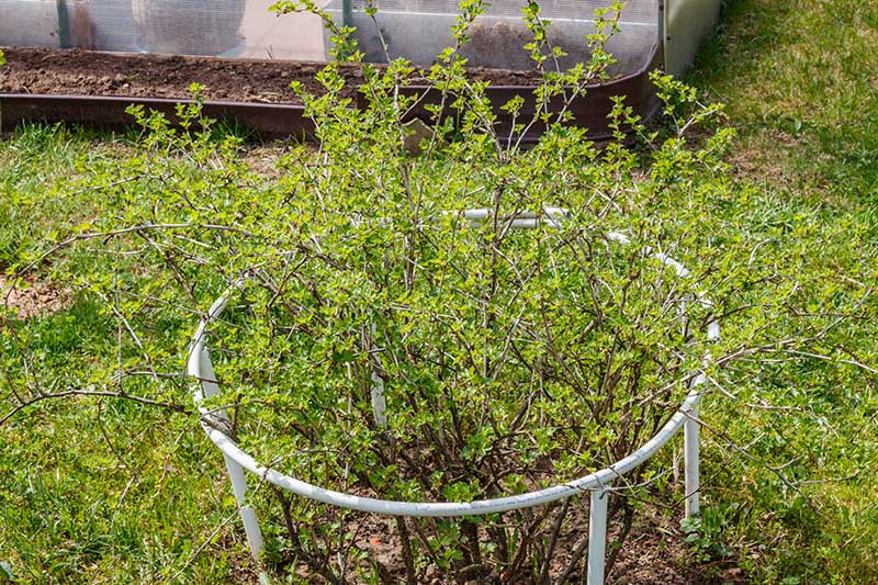 یک Ribes uva-crispa جوان که در باغ رشد می کند، با یک قفس فلزی در اطراف آن محافظت می شود، احاطه شده توسط چمن، با یک حصار چوبی در پس زمینه.