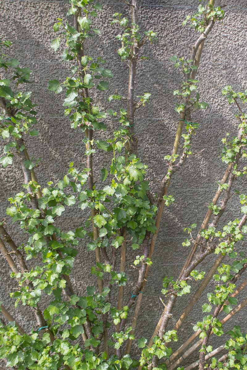 تصویری عمودی از یک Ribes uva-crispa که روی دیواری بتنی با عصاهای راست و راست با شاخ و برگ آموزش دیده است.