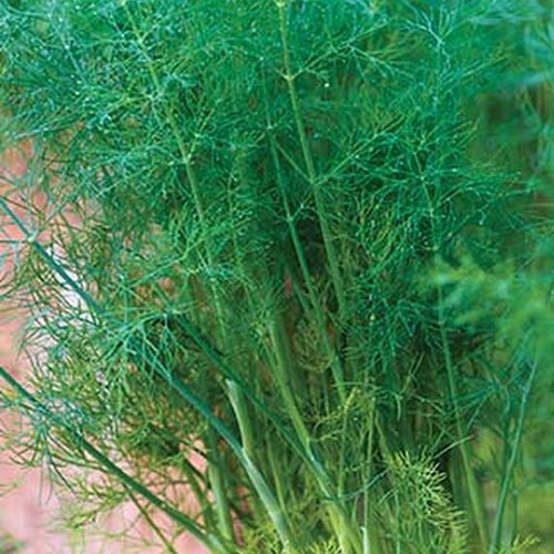 نمای نزدیک از ساقه‌های بلند و شاخه‌های سبز پر از Anethum graveolens 'Herkules' که در باغ با دیواری آجری در پس‌زمینه رشد می‌کند.