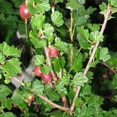 نمای نزدیک از یک گیاه انگور فرنگی «Hinnomaki Red» که در باغ روی یک پس‌زمینه تمرکز ملایم تیره رشد می‌کند.