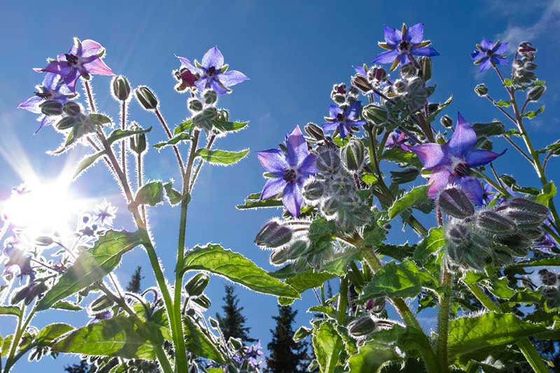 نمای نزدیک از یک گیاه بالغ Borago officinalis با گل‌های آبی ظریف و ستاره‌ای شکل که در باغ با آسمان آبی و آفتاب در پس‌زمینه رشد می‌کنند.