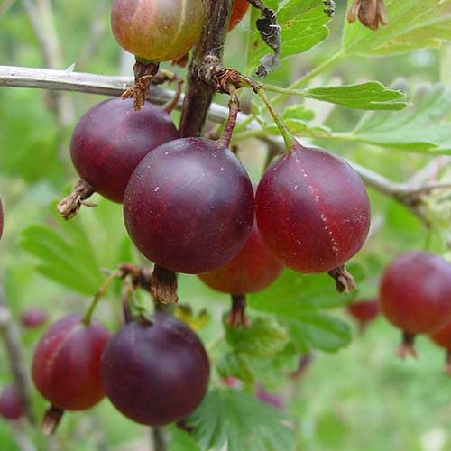 نمای نزدیک از میوه‌های قرمز تیره Ribes uva-crispa 'Jahn's Prairie' که در باغ روی یک پس‌زمینه فوکوس ملایم رشد می‌کند.