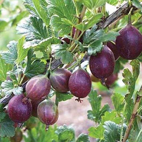 نمای نزدیک از توت‌های ارغوانی Ribes uva-crispa «Jeanne» که در باغ رشد می‌کند، که توسط شاخ و برگ در پس‌زمینه‌ای با فوکوس ملایم احاطه شده است.