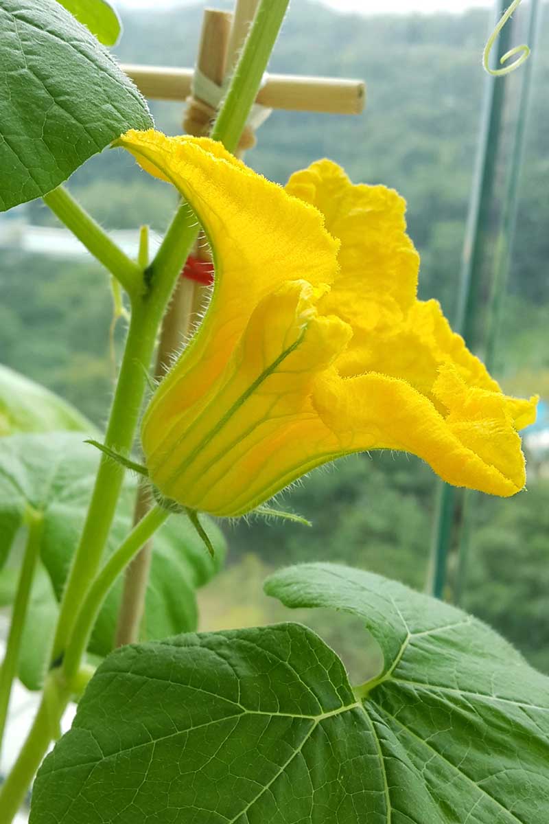 تصویر عمودی نزدیک از یک گل کدو تنبل نر، زرد روشن با ساقه‌ای نازک، روی پس‌زمینه فوکوس ملایم.