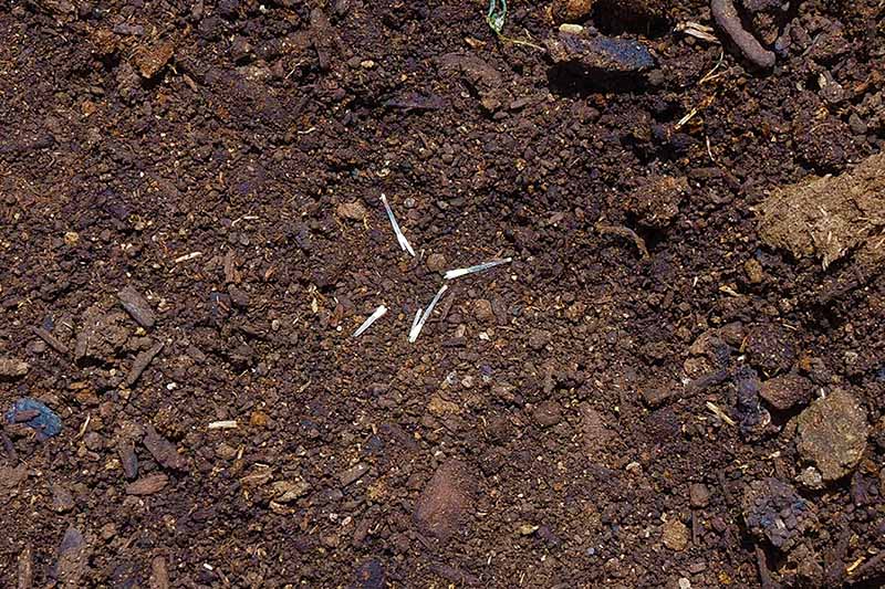 تصویری از بالا به پایین که دانه های بلند و نازک گل همیشه بهار را روی سطح خاک نشان می دهد.