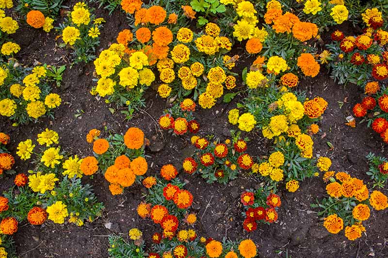 تصویر نزدیک از بالا به پایین از انواع گل همیشه بهار با رنگ های مختلف که در باغ رشد می کنند، با خاک در پس زمینه.
