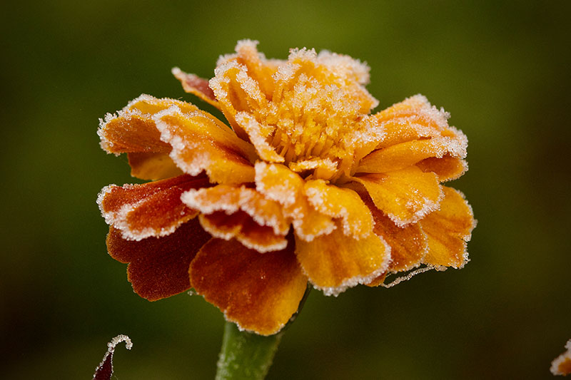 نمای نزدیک از گل همیشه بهار نارنجی پوشیده شده با گرد و غبار خفیف یخبندان، که روی پس‌زمینه‌ای با فوکوس ملایم سبز به تصویر کشیده شده است.