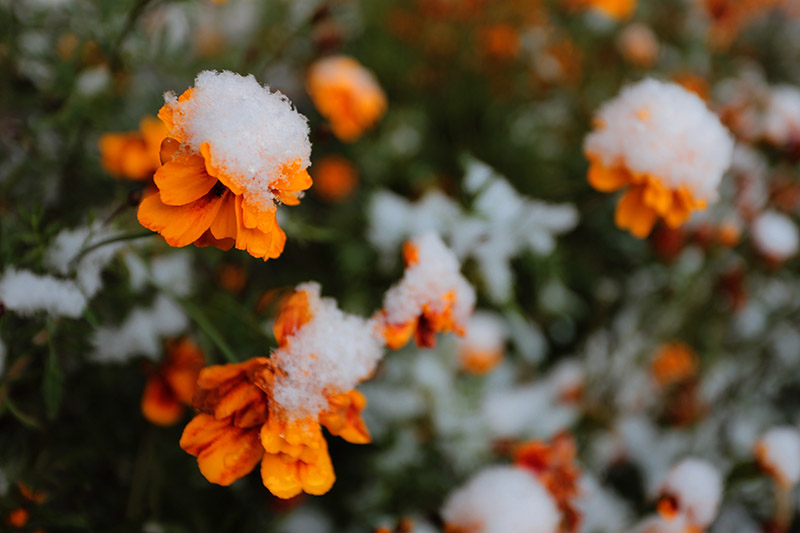 نمای نزدیک از گل‌های نارنجی کوچک پوشیده از گرد و غبار ملایم برف که در پس‌زمینه محو می‌شوند تا فوکوس ملایمی داشته باشند.