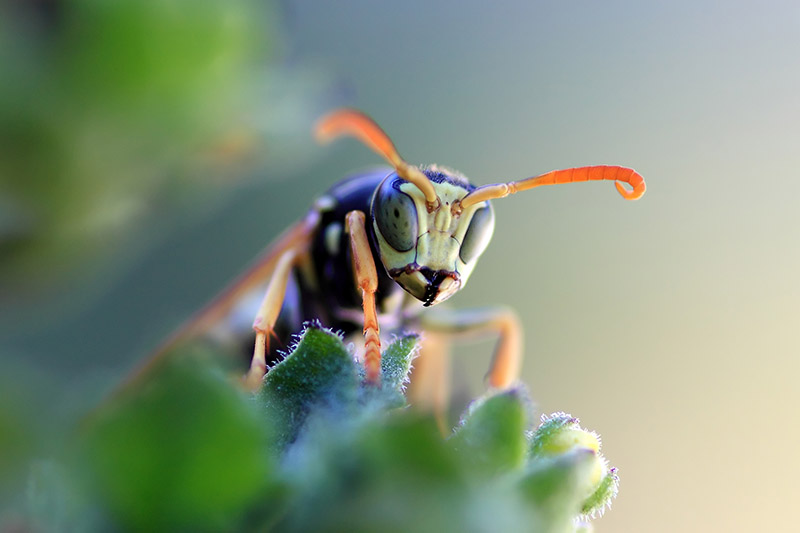 نمای نزدیک از یک زنبور انگلی مفید که در پوشش گیاهی پنهان شده است، روی پس‌زمینه فوکوس نرم.