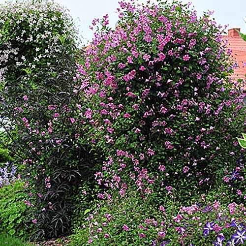 یک کلماتیس کوهنوردی بزرگ، «راسو صورتی»، با انبوهی از گل‌های صورتی که بر فراز درختکاری در باغ تابستانی رشد می‌کنند.