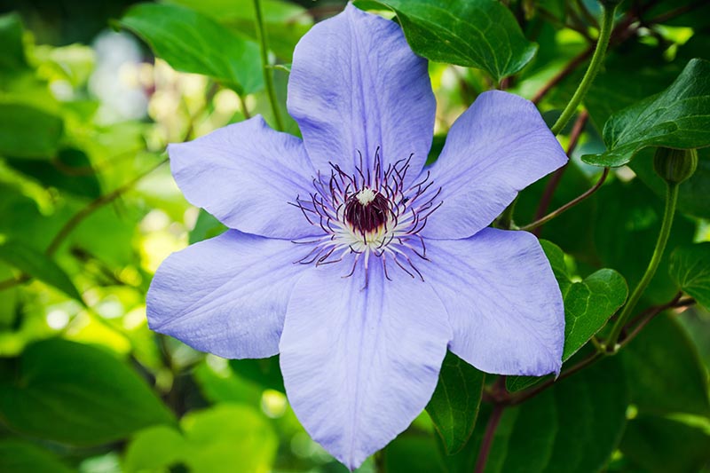 نمای نزدیک از یک گل آبی روشن با برچه سفید و بنفش تیره، در زیر نور آفتاب با شاخ و برگ در فوکوس ملایم در پس‌زمینه تصویر شده است.