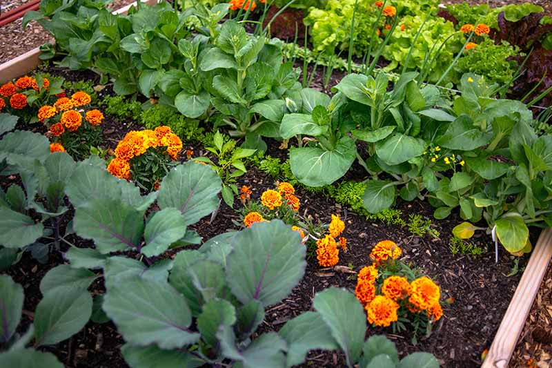 یک تخت باغی برجسته، با ردیف‌هایی از محصولات خوراکی که با گل همیشه بهار نارنجی روشن کاشته شده‌اند.
