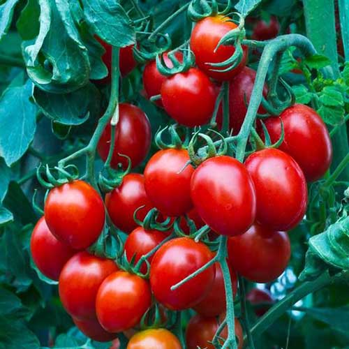 نمای نزدیک دسته ای از گوجه فرنگی های گیلاسی قرمز کوچک، در حال رشد در باغ، آماده برای برداشت.