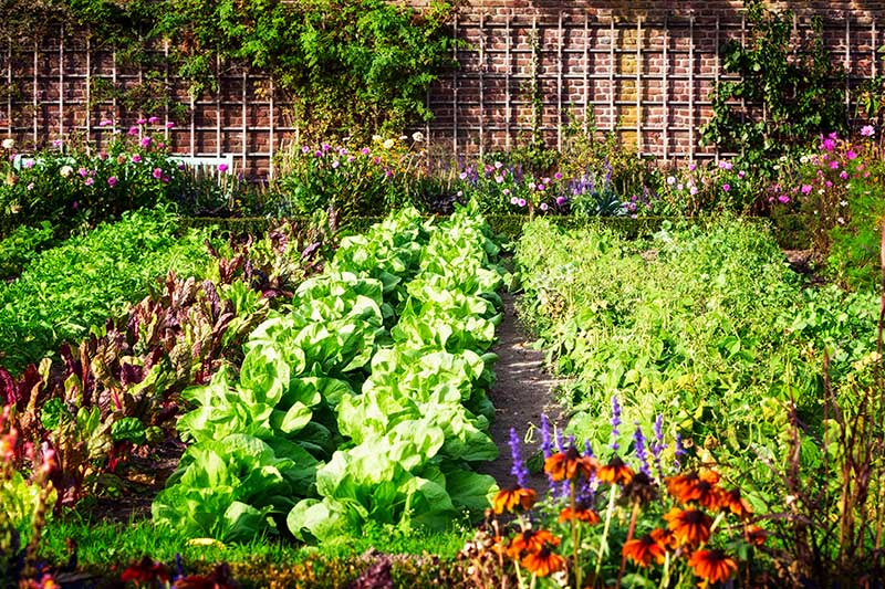 باغ سبزی با ردیف‌هایی از محصولات که در زیر نور آفتاب رشد می‌کنند با دیواری آجری و پرده‌هایی در پس‌زمینه.