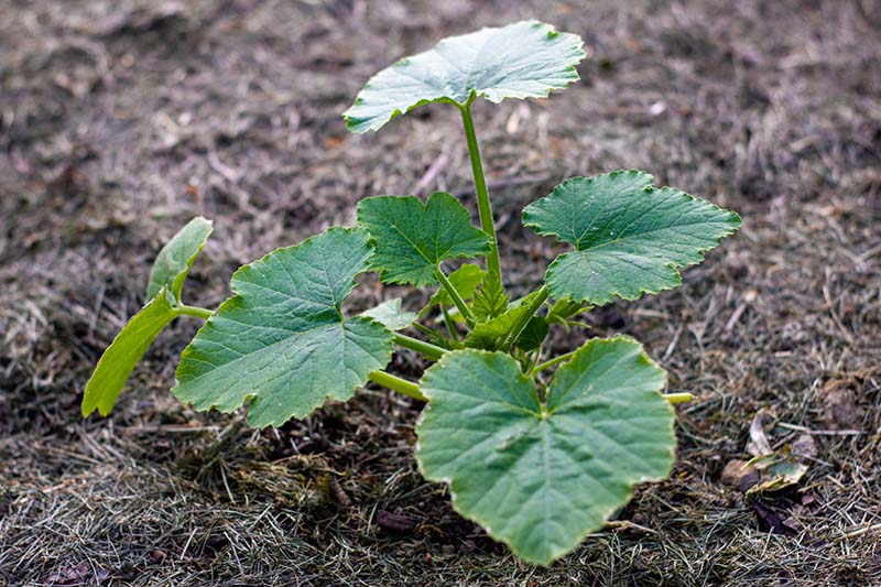 نمای نزدیک از یک نهال کوچک Cucurbia pepo در حال رشد در باغ، احاطه شده توسط مالچ.