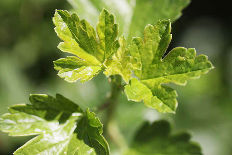 نمای نزدیک از شاخ و برگ Ribes uva-crispa، که در زیر نور آفتاب روشن روی پس‌زمینه‌ای با فوکوس ملایم به تصویر کشیده شده است.