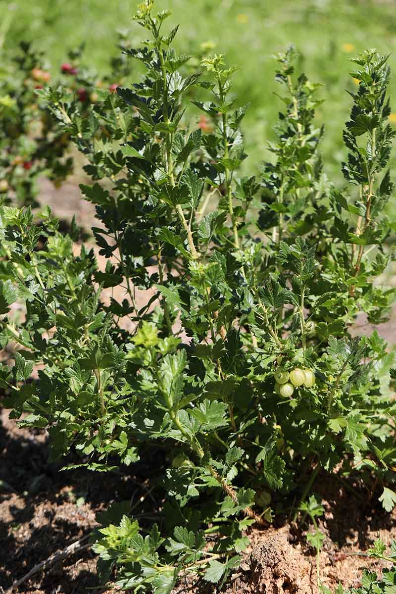 یک تصویر عمودی نزدیک از Ribes uva-crispa که پس از هرس سبک در باغ رشد می‌کند و به آن اجازه می‌دهد به شکل بوته‌ای رشد کند.