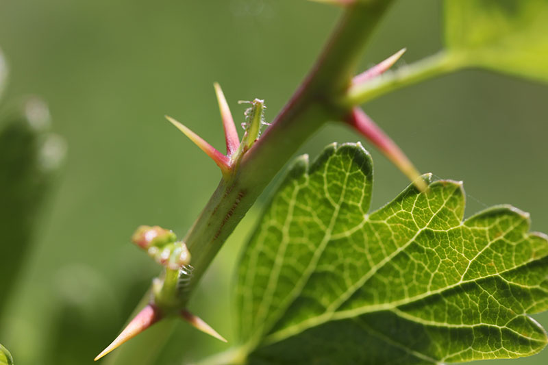 نمای نزدیک از خارها روی شاخه Ribes uva-crispa، که در پس‌زمینه‌ای با فوکوس ملایم تصویر شده است.