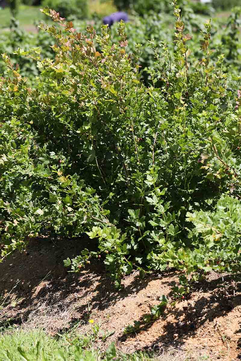 یک تصویر عمودی نزدیک از یک Ribes uva-crispa در حال رشد در باغ با مالچ چوب سخت که در اطراف پایه گیاه اعمال شده است.