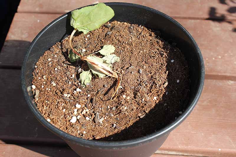 نمای نزدیک از یک گیاه کوچک ریواس که پژمرده شده و مرده است، در یک گلدان پلاستیکی سیاه رنگ، روی یک سطح چوبی، در زیر نور آفتاب روشن تصویر شده است.