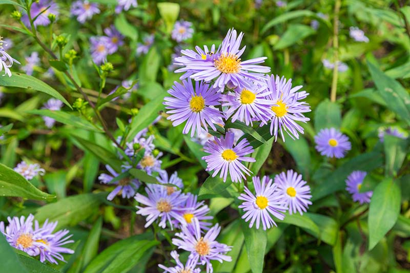نمای نزدیک از گل‌های بنفش کوچک و دیزی مانند Symphyotrichum oblongifolium که در باغ در زیر نور آفتاب رشد می‌کنند.